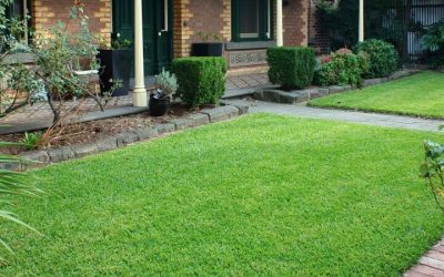 Tips on How to Maintain Your Turf
